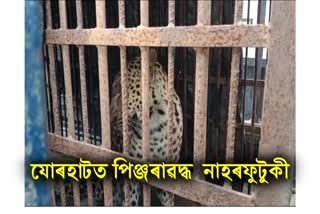 Leopard caged in Jorhat