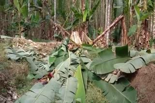 wild elephant in Chaliyar in Malappuram  കാട്ടാന ശല്യത്തില്‍ പൊറുതിമുട്ടി ചാലിയാര്‍  വന്‍ കൃഷി നാശം  നിലമ്പൂര്‍ ചാലിയാര്‍  കാട്ടാന ശല്യം രൂക്ഷം  വൈലശേരി  മലപ്പുറം വാര്‍ത്തകള്‍  മലപ്പുറം ജില്ല വാര്‍ത്തകള്‍  kerala news updates  latest news in kerala