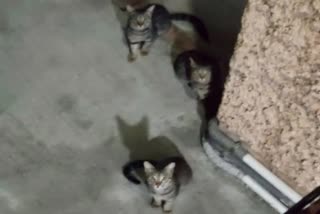 Several cats found died  Several cats found died in apartment  Several cats found died suspiciously  Delhi Sahyog Apartment  Police started Investigation  കറുത്ത പൂച്ചകള്‍  പൂച്ചകള്‍ ചത്ത നിലയില്‍  അന്വേഷണം ആരംഭിച്ച് പൊലീസ്  സഹ്‌യോഗ് അപ്പാര്‍ട്ട്‌മെന്‍റ്  സഹ്‌യോഗ്  പൂച്ചകള്‍ സംശയാസ്‌പദമായ നിലയില്‍ ചത്തു  പൂച്ച