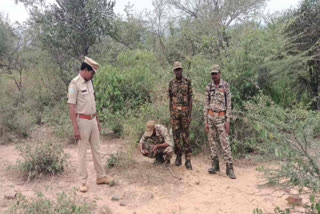 Tiger migration in Nallamala Forest