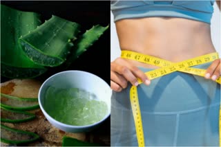 Aloe vera In Weight lose News