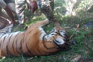 kodagu man eating male tiger