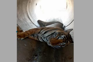 Tiger Death In Tumkur