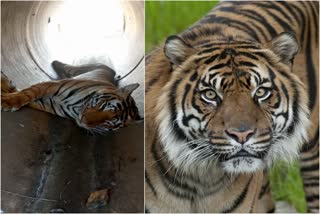 tiger carcass in karnataka