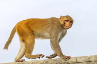 Monkey Terror in Korba Medical College