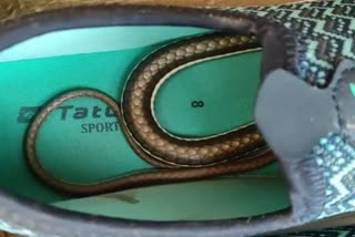 snake found in shoe