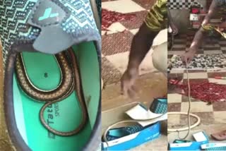 A snake hiding in a shoe  viral video