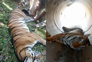 Dead body of tiger found in Tumkur district  കര്‍ണാടകയില്‍ കടുവയുടെ ജഡം കണ്ടെത്തി  കടുവയുടെ ജഡം കണ്ടെത്തി  തുമകൂരിലെ അങ്കസാന്ദ്ര വനമേഖല  വനം വകുപ്പ്  ബെംഗളൂരു വാര്‍ത്തകള്‍  കര്‍ണാടക വാര്‍ത്തകള്‍  Karnataka news updates  latest news in Karnataka  news updates in Karnataka