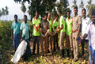 அரசுக் கல்லூரி பின்புறம் சிக்கிய 12 அடி நீள மலைப்பாம்பு