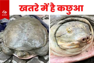 GRP recovered 53 turtles from Patliputra station
