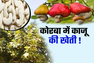 Cashew production in Korba