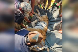 Injured mother tiger captured in Mysore