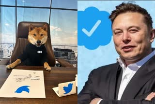 elon-musk-introduce-twitter-new-ceo-is-a-dog