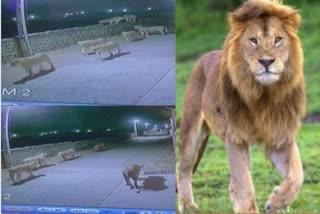 Lion in Rampura Village : શિકારની શોધમાં રામપુરા ગામમાં સિંહોંનું ટોળું ચડી આવ્યું