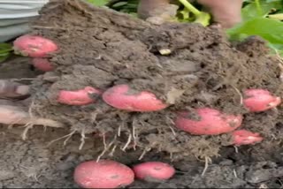 red potato cultivation