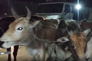 Smuggled cattle seized in Bilashipara