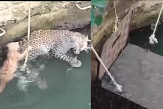 leopard fell into well