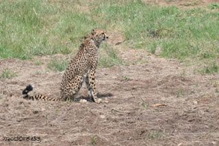 12 cheetahs to be flown in from South Africa