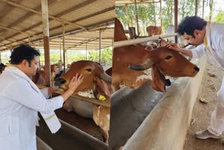 Krishna Kumar s cow caring Instagram post  Kirshna Kumar about cow caring  Krishna Kumar Instagram post viral  Krishna Kumar says his name connection with cow  Krishna Kumar says thanks to parents  Public reacts on Krishna Kumar s post  കൃഷ്‌ണ കുമാറിന്‍റെ പശു സ്‌നേഹ പോസ്‌റ്റ്  കൃഷ്‌ണ കുമാര്‍  Krishna Kumar  Krishna Kumar s cow caring Instagram post viral  പശുക്കളോടുള്ള സ്‌നേഹം പങ്കുവച്ച് കൃഷ്‌ണ കുമാര്‍  കൃഷ്‌ണ കുമാറിന്‍റെ പോസ്‌റ്റ്