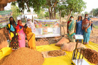 Growth of forest produce collectors in Chhattisgarh