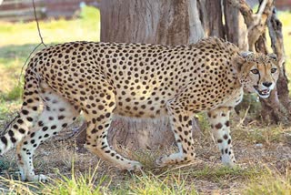 center will bring 12 more leopards to the country