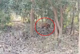 tranquilizing Injured Tiger