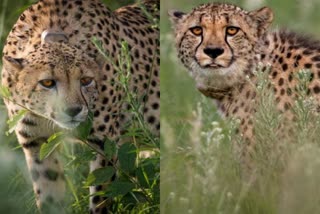 South Africa to bring 12 more Cheetahs in MP