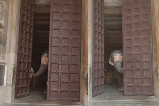 elephant opened temple door