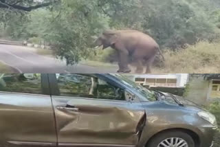 Residents fear wild elephant roaming in residential area