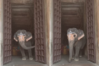 Cute video of the adorable elephant Akila  elephant Akila  elephant Akila opening the temple gate by trunk  ക്ഷേത്രവാതിൽ തുറന്ന് ആനയുടെ മാസ് എൻട്രി  ക്ഷേത്രവാതിൽ തുമ്പിക്കൈ കൊണ്ട് തുറന്ന്  ആന  ആന വീഡിയോ  കാട്ടാന  കാട്ടാന ആക്രമണം  elephant attack  elephant viral video  wild elephan attack  തിരുവാണൈക്കാവൽ  ജംബുകേശ്വരർ അഖിലാണ്ടേശ്വരി  Thiruvanaikaval  Jambukeswarar Akhilandeshwari temple  ആനയുടെ മാസ് എൻട്രി