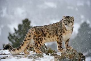 Snow Leopard in Darma Valley