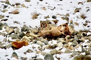 Snow leopard consumes its prey