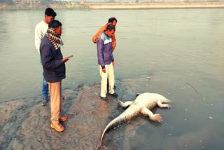 crocodile-dies-after-eating-peacock-in-kasganj-up-news-in-hindi