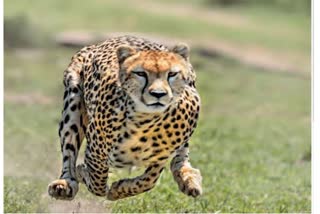 more 12 cheetahs come to mp kuno national park