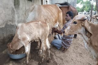 Jamnagar Milk Price: જામનગર જિલ્લાના પશુપાલકોને મળશે હવે ફેટના ભાવમાં રૂપિયા 10નો વધારો
