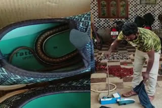 Snake catcher rescuing a snake hidden in a shoe  snake hidden in student shoes  snake catches from student shoe  tenkasi  snake rescued  ഷൂസിനുള്ളില്‍ നിന്ന് പാമ്പിനെ പിടികൂടി  തെങ്കാശി  കോവിലങ്കുളം  ഡെൻഡ്രെലാഫിസ്