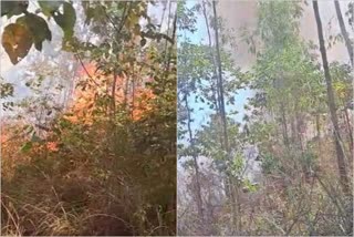 Forest fire  Forest fire in Palode idinjar forest  idinjar forest  palode forest fire  Trivandrum news  ഇടിഞ്ഞാർ വനത്തിൽ കാട്ടുതീ  കാട്ടുതീ  പാലോട് കാട്ടുതീ  ഇടിഞ്ഞാർ വനം  തിരുവനന്തപുരം വാർത്തകൾ  മലയാളം വാർത്തകൾ  പാലോട് റെയ്ഞ്ച് വനം വകുപ്പ്