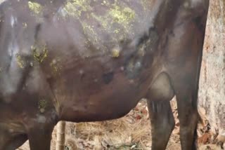 skin tumor disease  skin tumor disease spreading in cows  payyanur maathil disease in cows  dairy farmers in payyanur  latest news in payyanur  latest news today  ചർമ്മമുഴ രോഗം  കന്നുകാലികളിൽ ചർമ്മമുഴ രോഗം പടരുന്നു  ക്ഷീര കര്‍ഷകര്‍ പ്രതിസന്ധിയില്‍  പശുക്കളുടെ ശരീരം മുഴുവൻ മുഴ  മാത്തിലില്‍ പശുക്കള്‍ക്ക് ചർമ്മമുഴ രോഗം  പയ്യന്നൂര്‍ ഏറ്റവും പുതിയ വാര്‍ത്ത  ഇന്നത്തെ പ്രധാന വാര്‍ത്ത