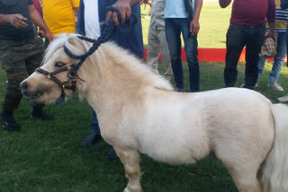 World's smallest horse displayed at Marwar Horse Show, Jodhpur