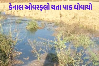 jetpur-bhadar-canal-overflowing-water-flooded-farmers-fields-causing-heavy-damage-to-crops