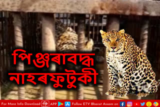 Leopard caged in Jorhat