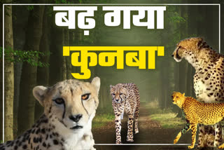 Madhya Pradesh Kuno National Park