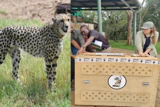 cheetahs from South Africa  cheetahs lands in Gwalior  12 ചീറ്റപ്പുലികളുമായി ഐഎഎഫ് വിമാനം  ഭോപ്പാൽ  മധ്യപ്രദേശ്  Air Force plane  IAF  indian air force  quarantine for cheetahs  KNP  Namibia cheetahs  Indian air force cheetahs