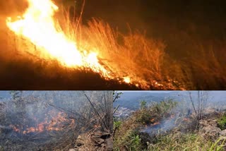 Idukki forest fire  Idukki is under threat of forest fire  forest fire Kerala  ഇടുക്കി കാട്ടുതീ ഭീഷണിയില്‍  ഇടുക്കിയില്‍ കാട്ടുതീ ഭീഷണി  ഇടുക്കിയില്‍ കാട്ടുതീ  കൃഷിഭൂമി കത്തി നശിച്ചു  Acres of agricultural land were burnt  അഗ്നിശമന സേന  ഇടുക്കിയില്‍ കാട്ടുതീ പടര്‍ന്ന് പിടിയ്ക്കുന്നു  അഗ്നി ശമന സേന വിഭാഗം  ഫയര്‍ ലൈന്‍