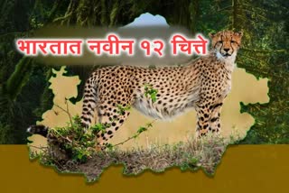 MP CHEETAH PROJECT 12 CHEETAH COME TO GWALIOR MP FROM SOUTH AFRICA SHEOPUR KUNO NATIONAL PARK