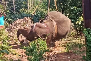 wild elephant dies