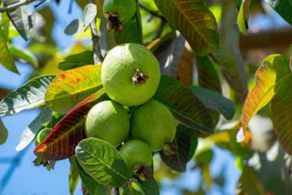 Guava health Benefits News