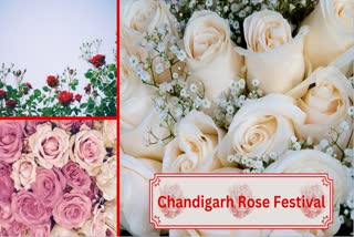 Chandigarh Rose Festival