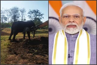 prime-minister-modi-tweet-on-elephant-saving