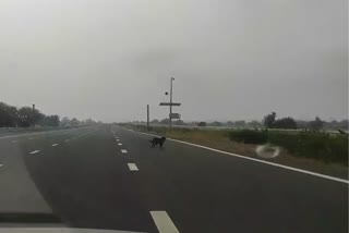 Stray Animals on Delhi Mumbai Expressway